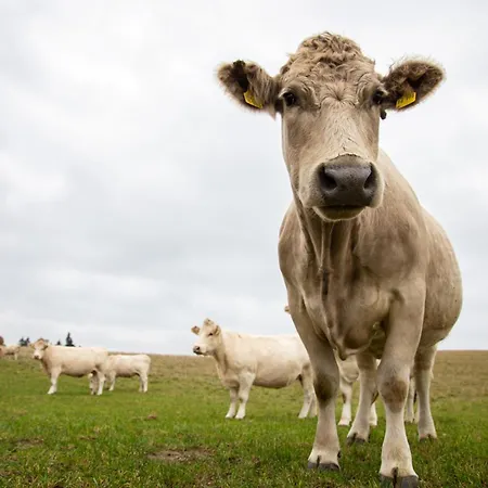 Suedkugel - Kugelhaus In Oekologischer Bauweise Am Tollensesee Casa vacanze Wustrow (Penzlin)